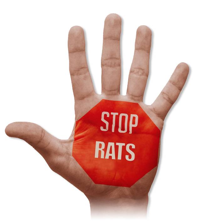 Elimination des rats souris et murlots