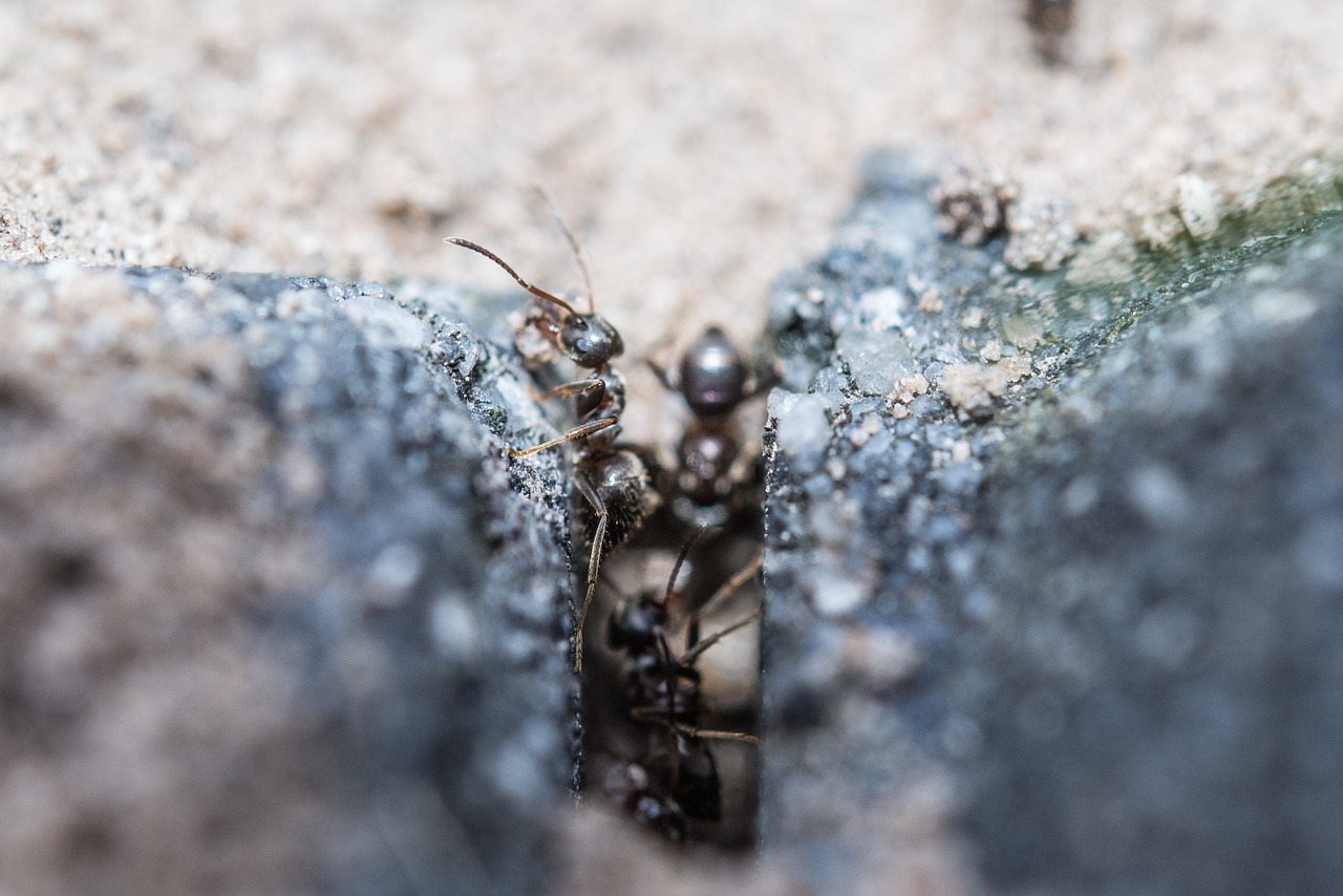 Elimination des fourmis sur terrasses