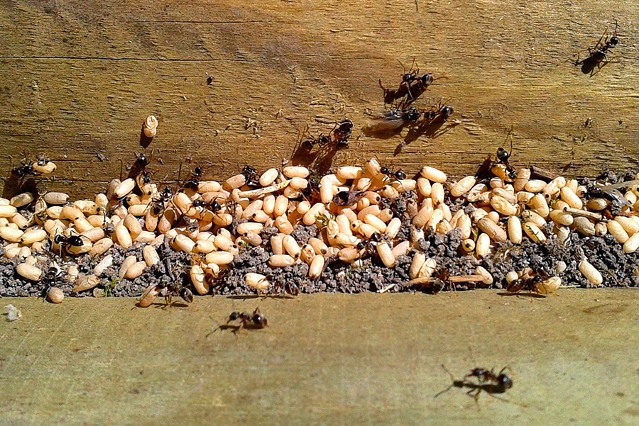 Rencontrez les fourmis sur le terrain - La Salamandre