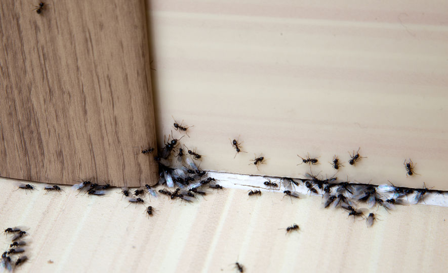 Traitement pour l'élimination des fourmis