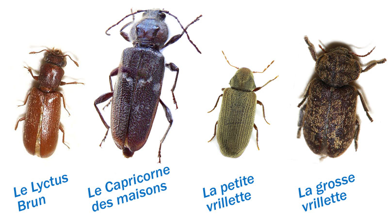 4 espèces de vers à bois en belgique