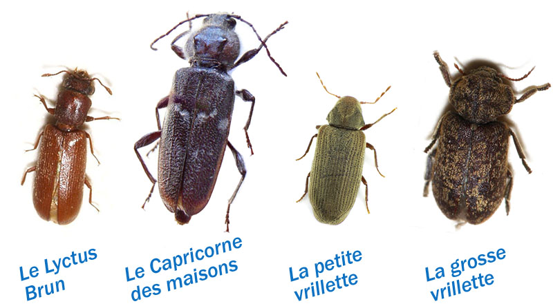 Vers à bois