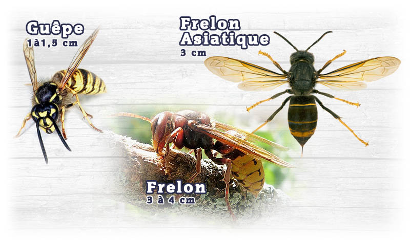 Guêpes et frelons Guêpes et frelons