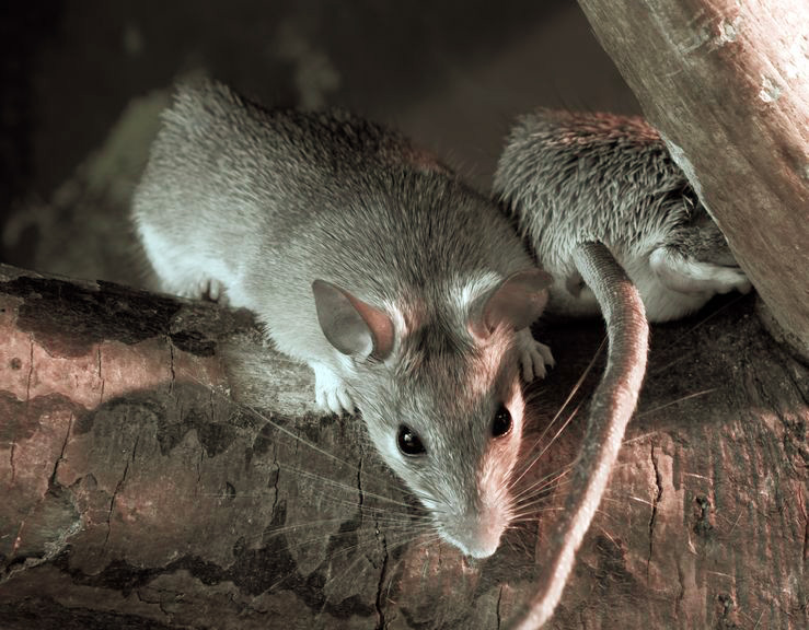 Elimination des rats - souris Elimination des rats - souris