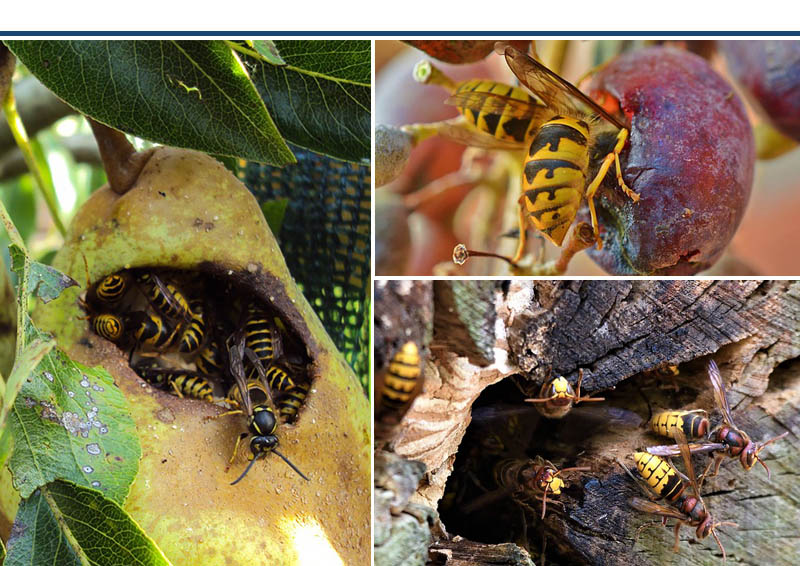 Guêpes et frelons dans le jardin Guêpes et frelons dans le jardin