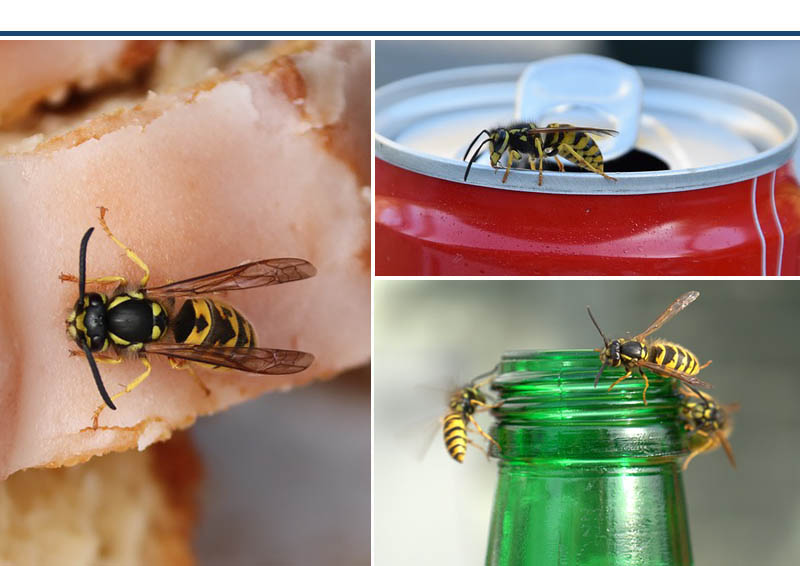 Guêpes et frelons sur la terrasse Guêpes et frelons sur la terrasse
