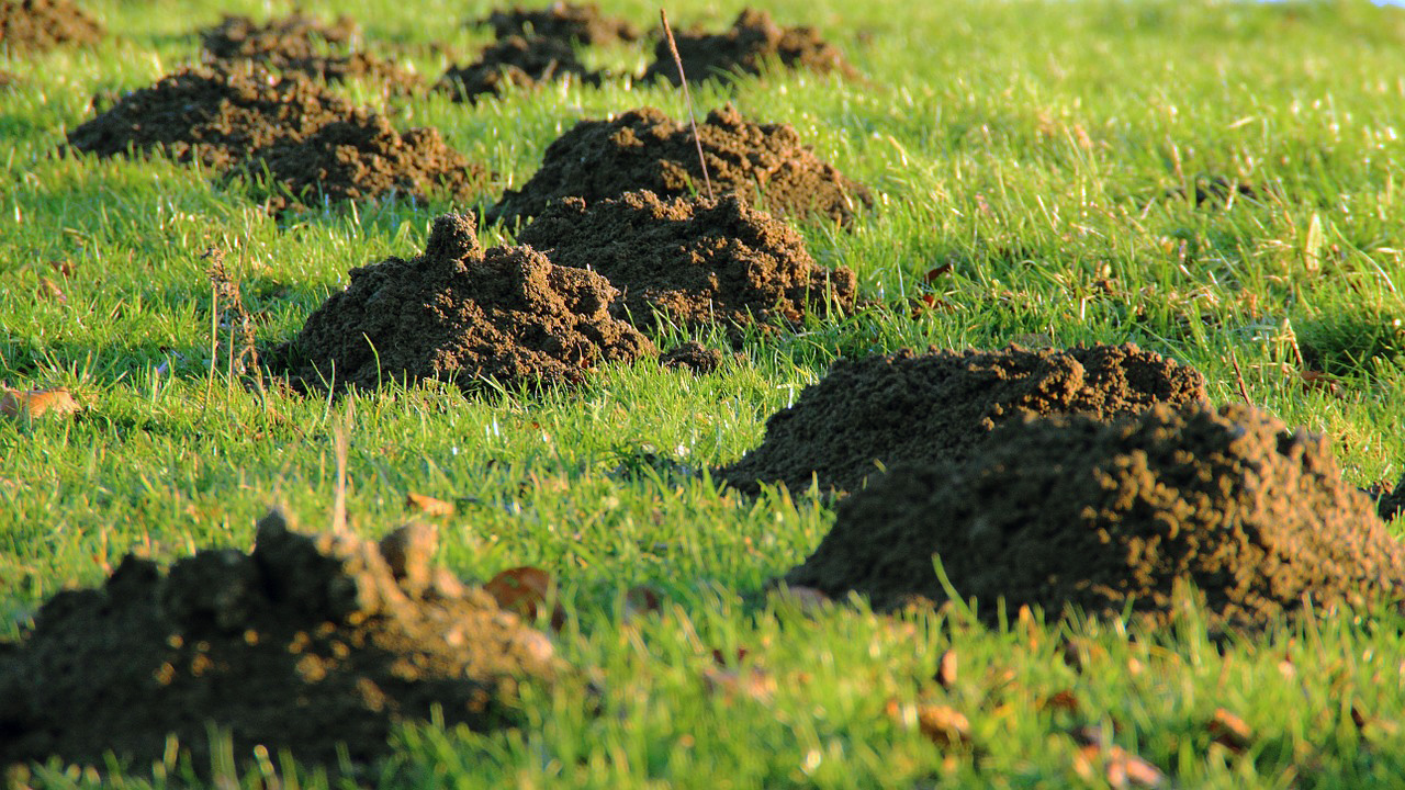 Taupes dans votre jardin Taupes dans votre jardin