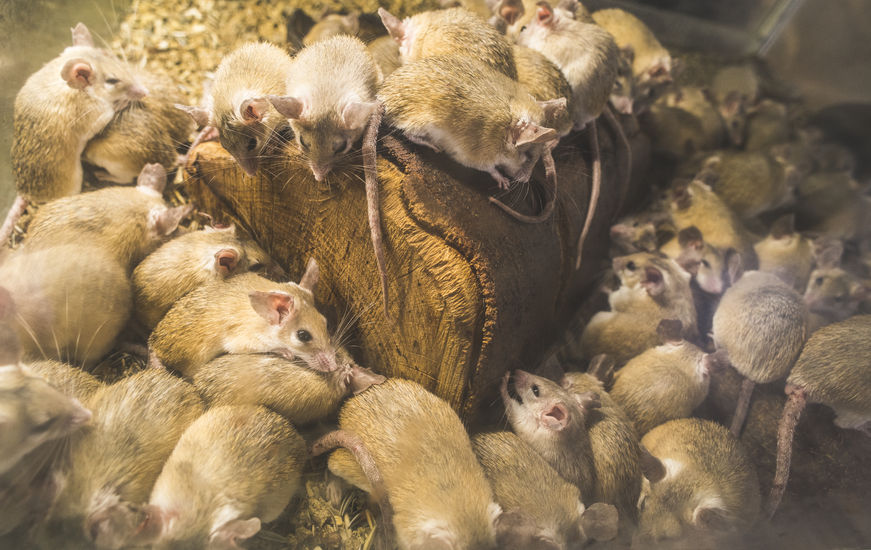 prévenir le retour des rats et des souris Prévenir le retour des rats et des souris